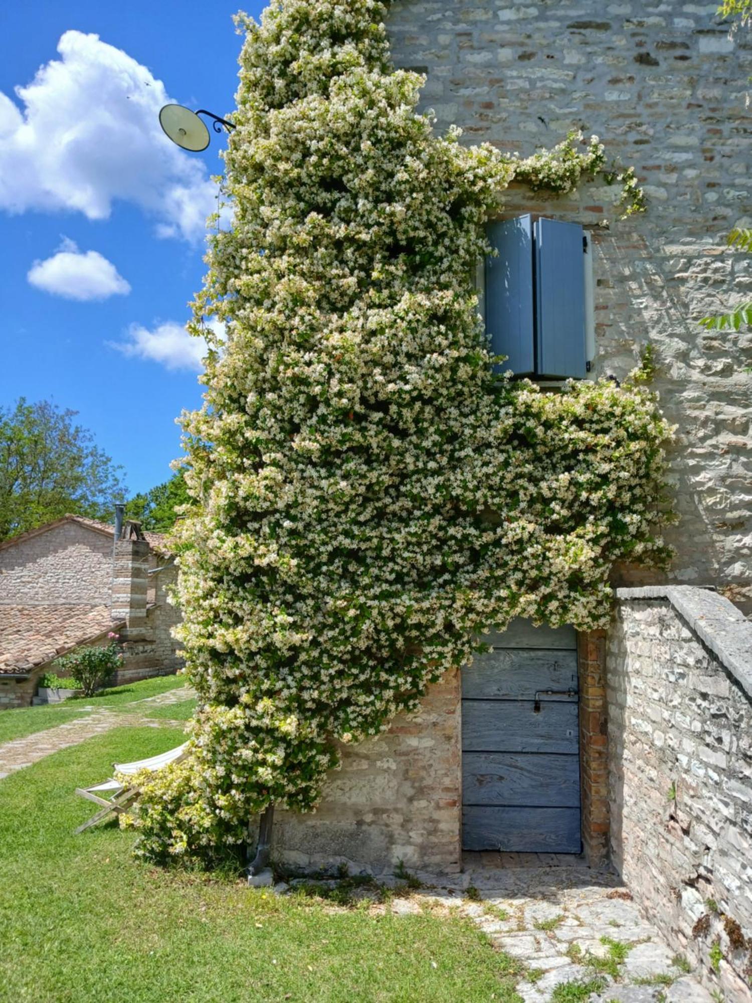 Agriturismo del Frontino-Lo Studio Acqualagna Exterior foto